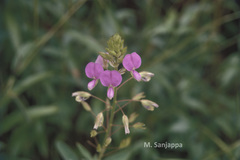 Alysicarpus belgaumensis